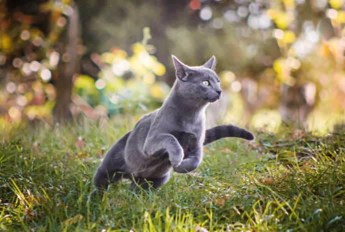 cats