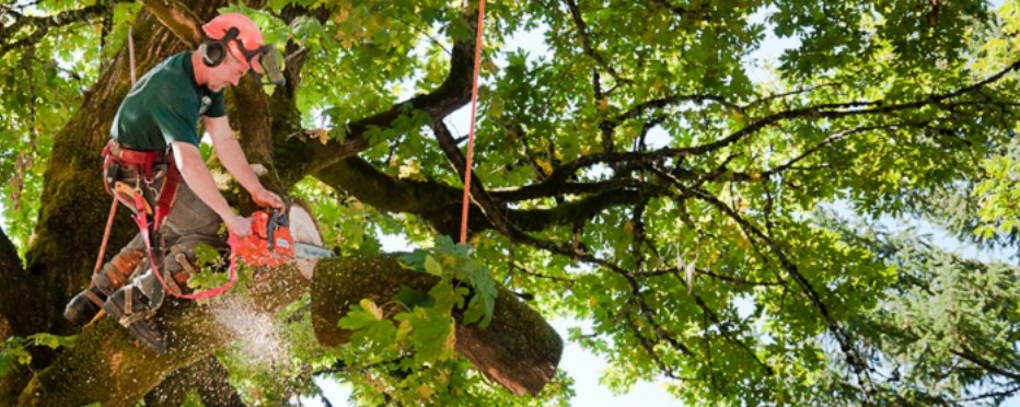 Licensed & Insured: Why It Matters When Hiring a Tree Service Company