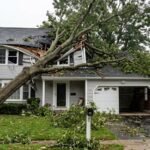 Tree Removal Service Signs You Should Never Ignore